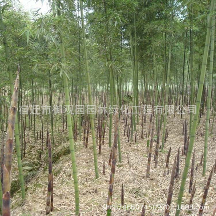 雷竹苗批發 規格 雷竹貨源充足 價格實惠 基地供苗雷竹