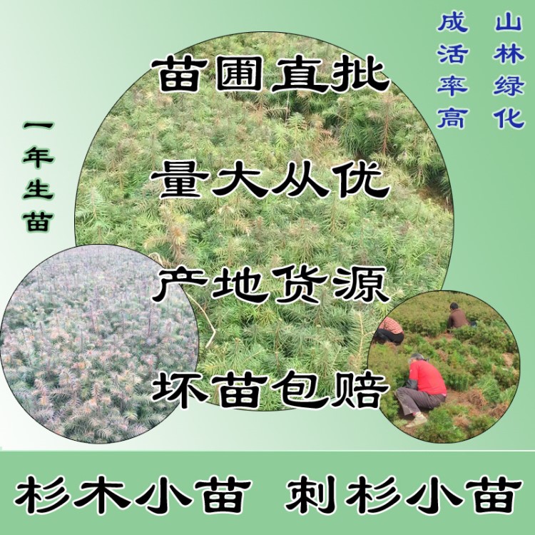 南方一年生速生杉樹苗杉木苗刺杉沙木樹苗綠化造林地栽工程苗