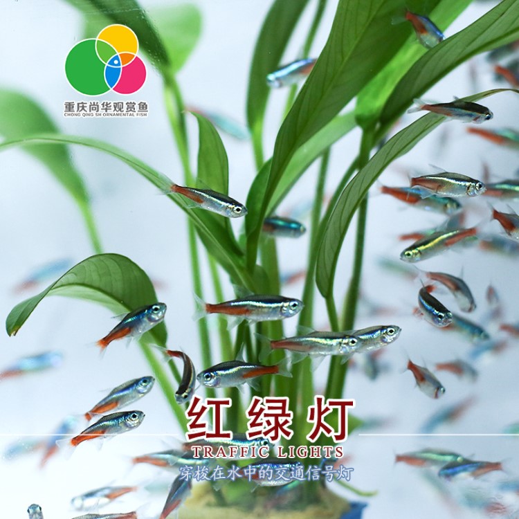 觀賞紅綠燈魚(yú)活體 熱帶魚(yú)三角燈 霓虹燈 燈科魚(yú)活體小型魚(yú)批發(fā)