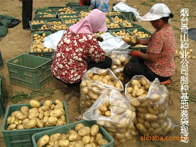 批發(fā)費烏瑞它土豆種子 好品種 量 高品質(zhì)栽培就選荷蘭7號