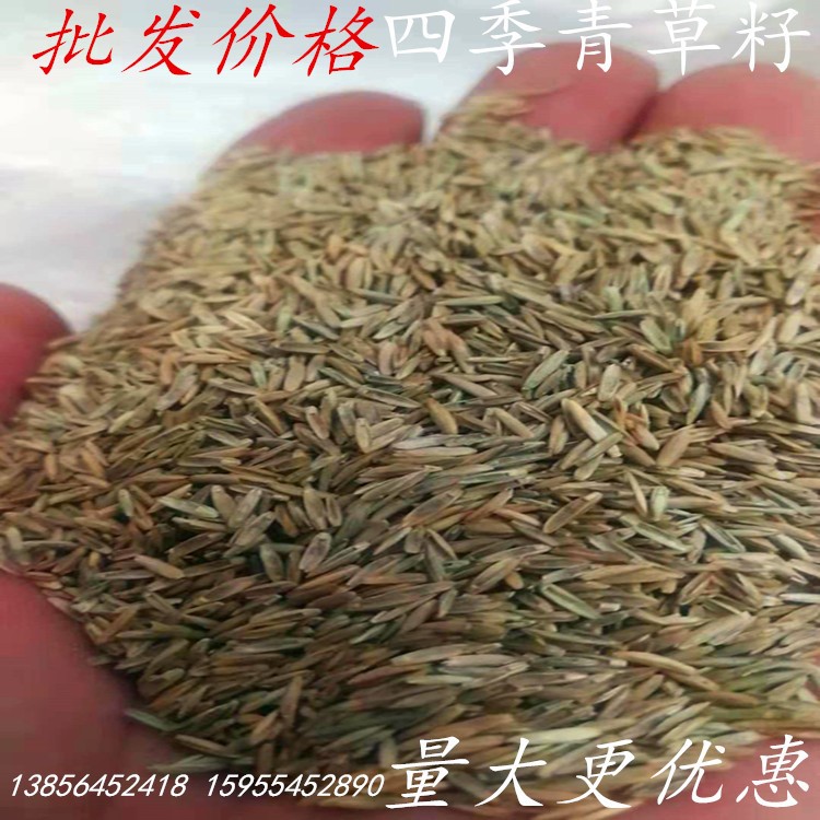 批發(fā)護坡綠化草坪草種早熟禾狗牙根黑麥草高羊茅四季青草籽