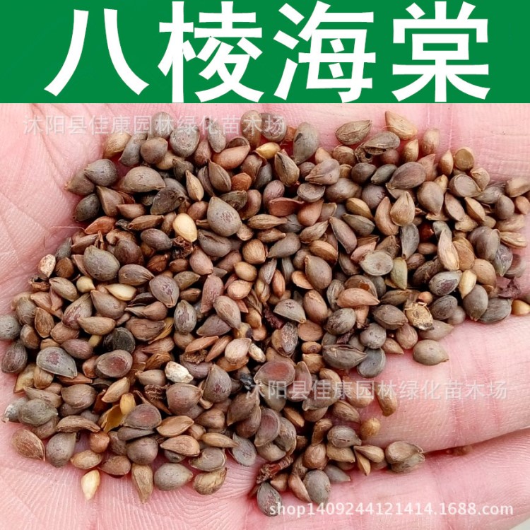 林木種子新采八棱海棠種子 凈籽 可嫁接蘋果 發芽率高