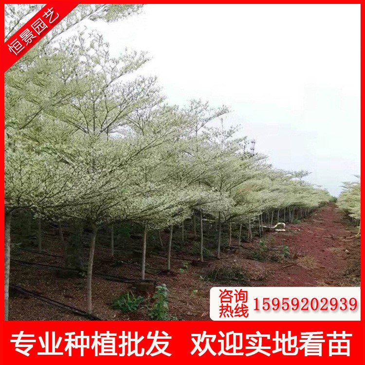 高度2-12米錦葉欖仁產地價格 細葉欖仁地苗袋苗假植苗供應