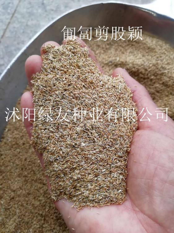 草皮種子 馬尼拉剪股穎 黑麥草結(jié)縷草  野牛草等