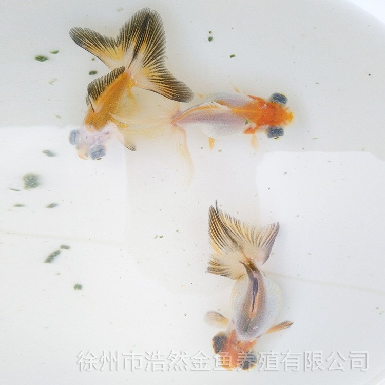 精品推薦 紅白蝶尾 淡水金魚 成活率高 金魚活體魚苗觀賞魚冷水魚