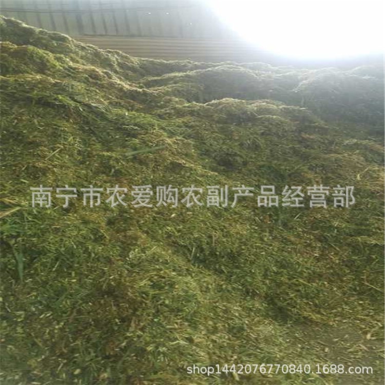 供應(yīng)貴州青貯甜玉米秸稈 云南牛羊草料 發(fā)酵粗飼料 畜牧草料