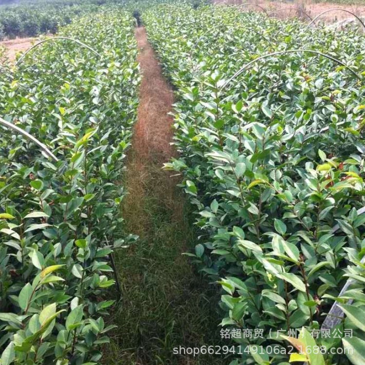 赤丹茶花小苗 綠化苗 盆栽花卉 五色茶花苗千里香茶花苗 產地直銷