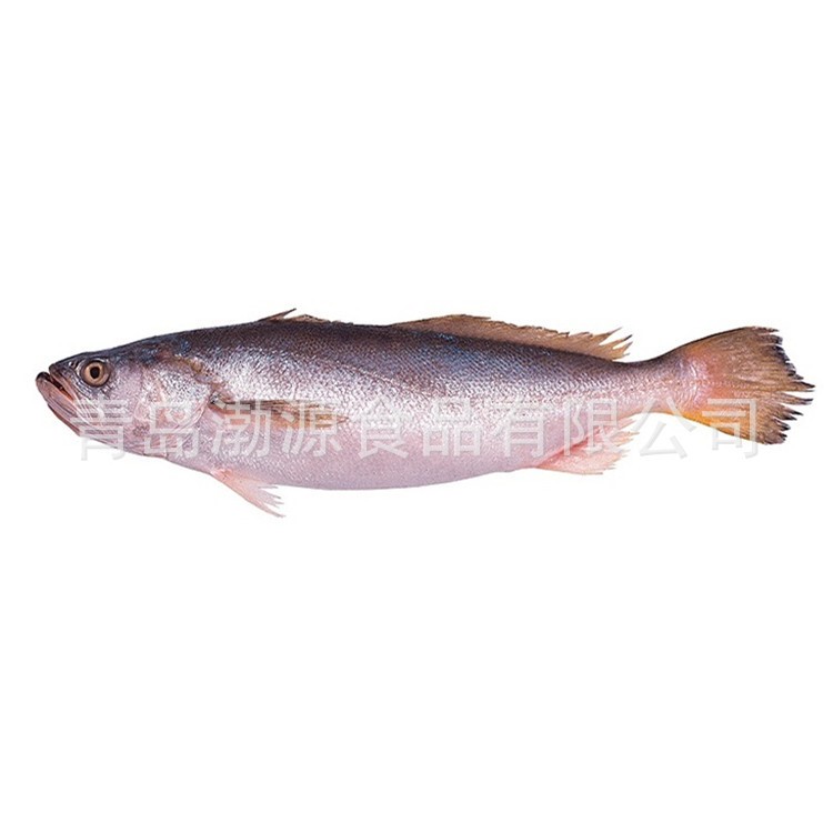 現(xiàn)貨海鮮凍魚(yú)烏拉圭黃尾魚(yú) 鉤牙皇石首魚(yú) 一手貨源大量供應(yīng)