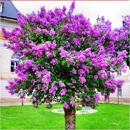 丁香花苗 庭院植物 丁香花樹苗 綠化苗紫丁香苗 海棠樹苗盆栽地栽
