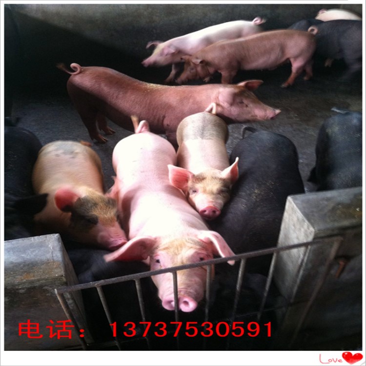 出售內外三元苗豬,仔豬,母豬等(裕華豬場)