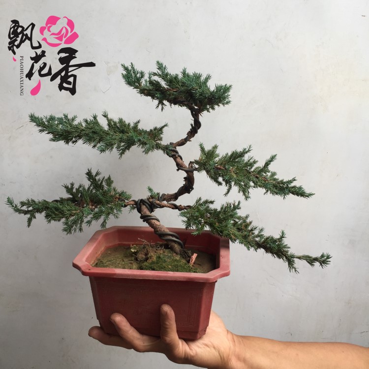 造型地柏盆景批發(fā) 四季常青植物 松樹(shù)盆景 觀賞造型手工