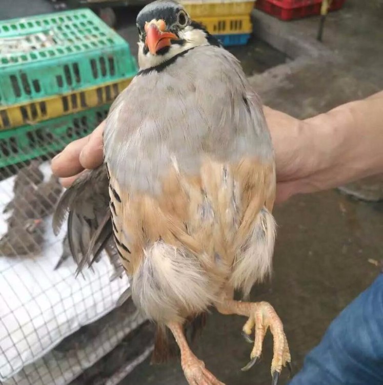 鹧鸪苗,石鸡种蛋,嘎嘎鸡苗,呱呱鸡,红腿小竹鸡,质量