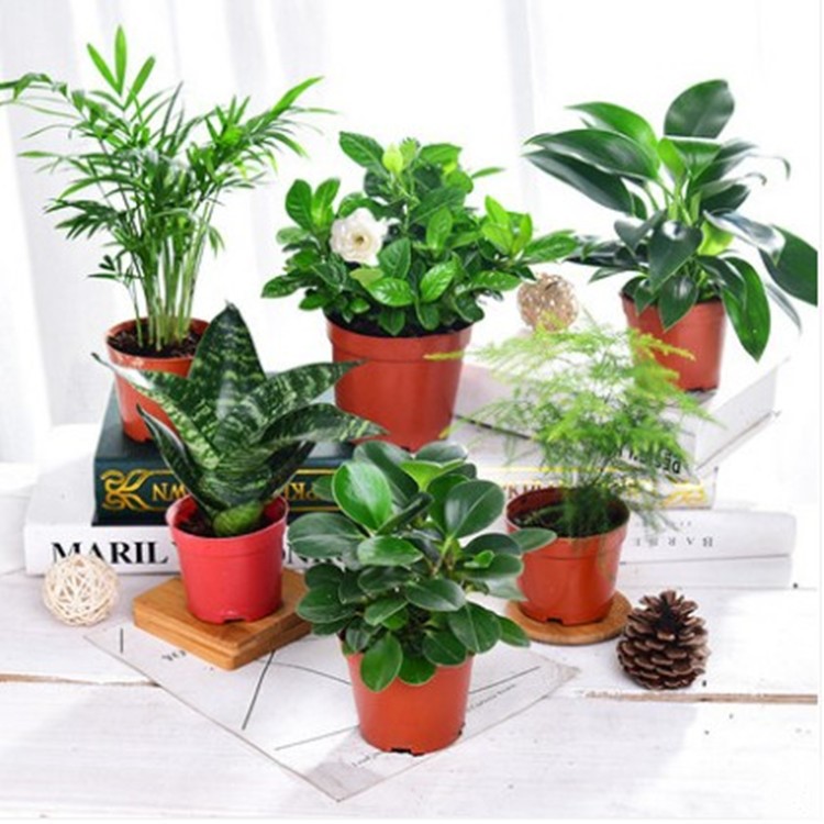 梔子花幸福樹鴨腳木辦公室內(nèi)綠植小盆栽綠色植物花卉盆景凈化空氣