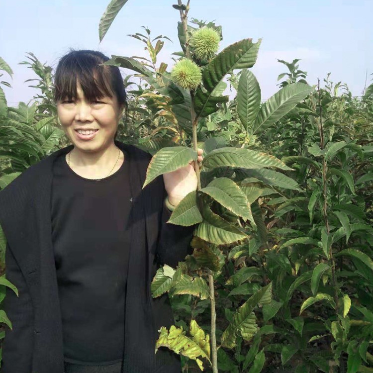 板栗樹苗嫁接果樹苗南方北方種植盆栽地栽大紅袍板栗子苗當年結(jié)果