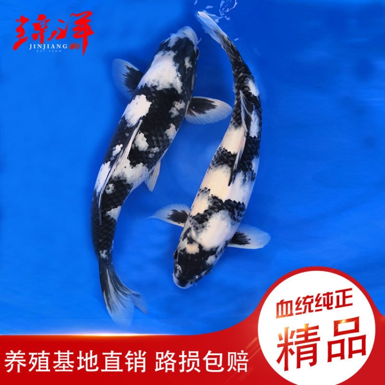 錦鯉活體觀賞魚寵物冷水魚淡水魚精品日本錦鯉血統(tǒng)白寫批發(fā)零售