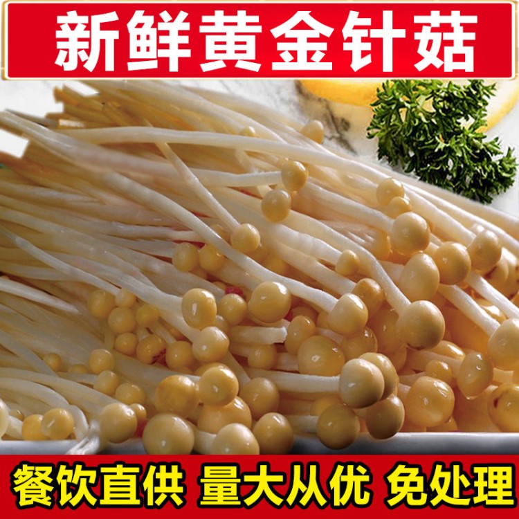 火锅食材批发新鲜高品质金针菇 绿色蔬菜香菇黄色金针菇150g/袋