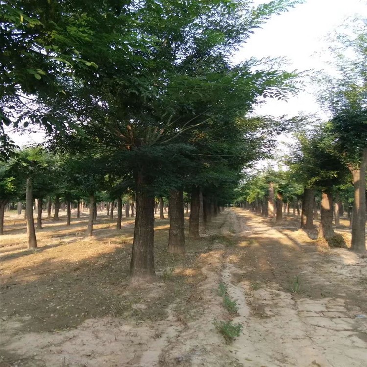 山東大規(guī)格國槐樹  40公分國槐50公分國槐60公分國槐 現(xiàn)貨供應(yīng)