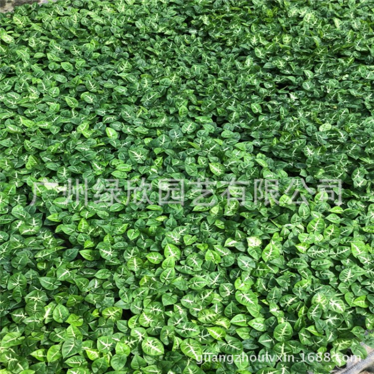 大量?jī)?yōu)惠價(jià)供應(yīng)觀葉植物綠精靈合果芋組培苗 廣州花卉種苗批發(fā)