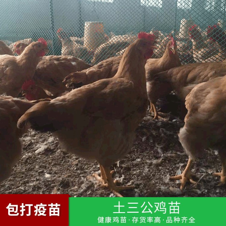 厂家供应土三公活鸡苗广东鸡苗优公黄花公鸡信鸡动物种苗鸡苗品种