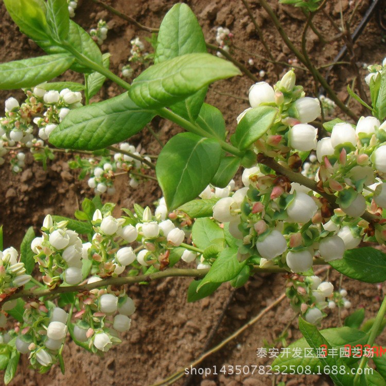 薄雾蓝莓树 品种蓝莓厂家直销产地蓝莓货源当年结生长快现货