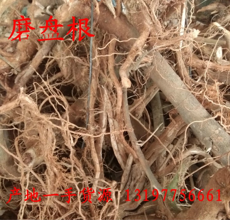 中藥材批發(fā)磨盤根 磨盤草根 磨盆根 磨盆草根帽仔盾頭