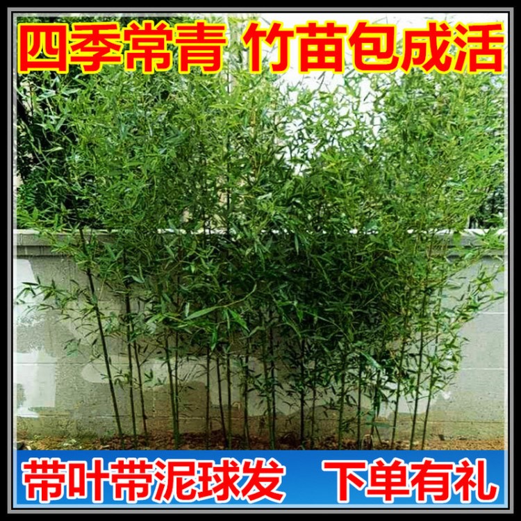 竹子苗庭院四季常青竹苗紫竹苗金鑲玉竹羅漢竹毛竹黃金竹盆栽植物