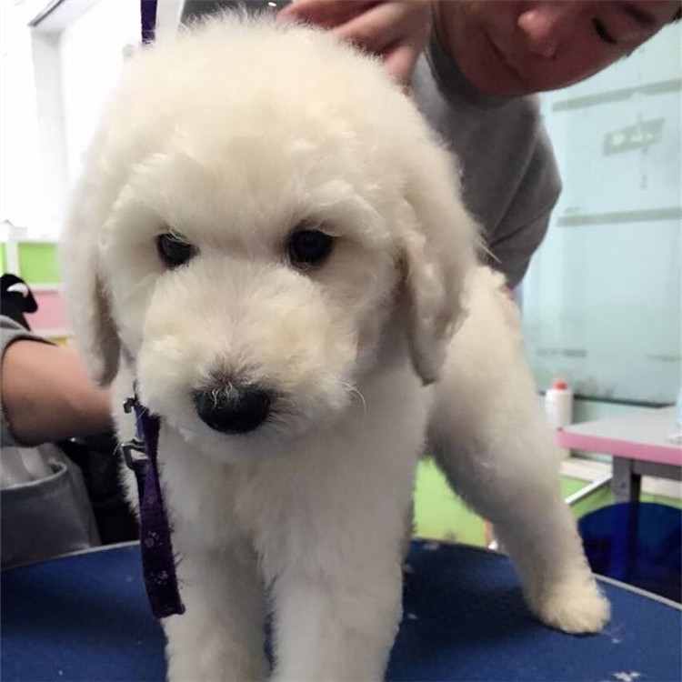 古老牧羊犬幼犬寵物活體狗狗，狗狗用品，買古牧狗狗送牽引繩