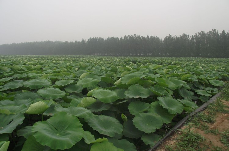 蓮藕種植池旱地蓮藕種植耐腐蝕抗老化使用時(shí)間長(zhǎng)耐拉扯