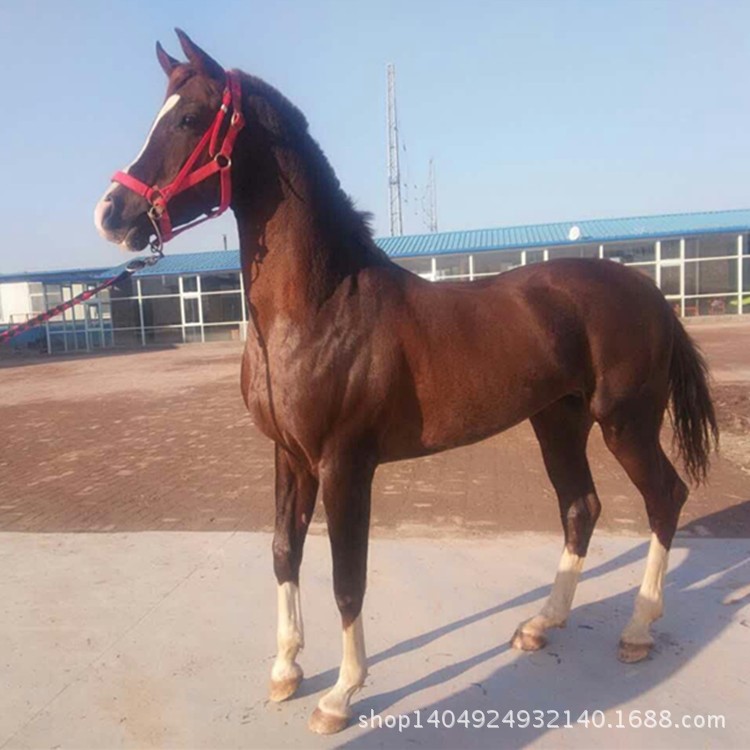 騎乘馬乃象征成功  馬到成功現(xiàn)在馬匹的市場(chǎng)非常好 馬駒價(jià)格