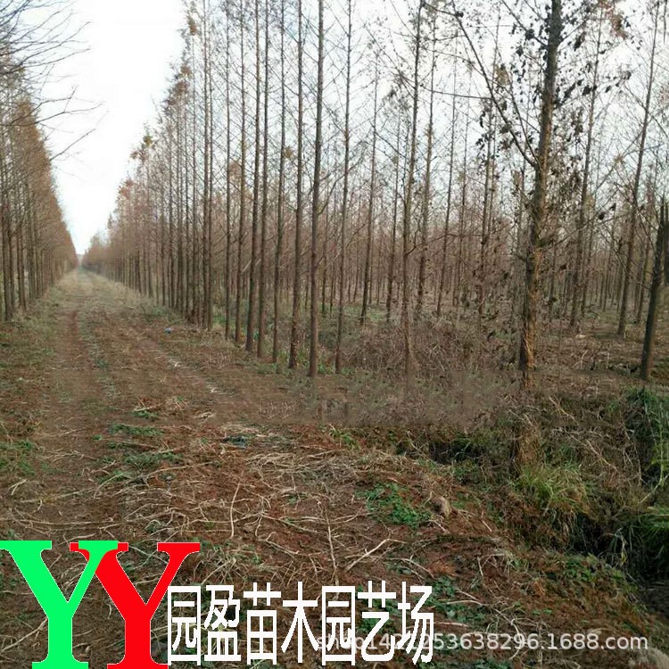 園林工程綠化苗木水杉濕地行道風(fēng)景樹落葉喬木3-10公分江蘇水杉