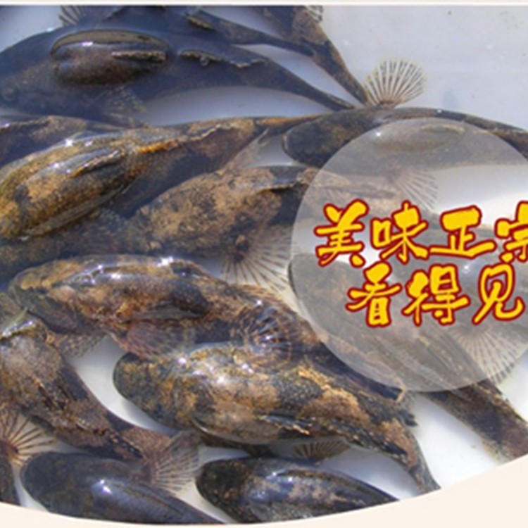 【】千島湖島湖有機(jī)野生魚新鮮活筍殼魚淡水魚新鮮水產(chǎn)呆子魚