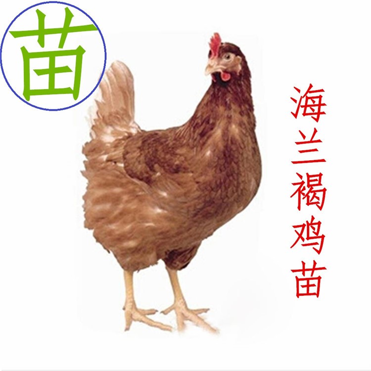 海蘭褐雞苗，紅殼蛋雞苗品種產(chǎn)蛋量高廣東廠家批發(fā)，價(jià)格優(yōu)惠