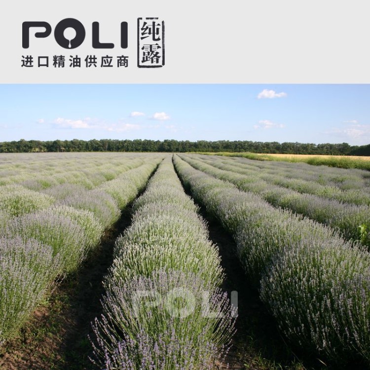 (保加利亚)1号_薰衣草露 天然露花水原料供应【POLI/颇黎】