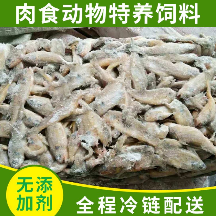 廠家供應(yīng)長年供應(yīng)特養(yǎng)飼料劑冷凍海雜魚冷凍小雞特養(yǎng)飼料