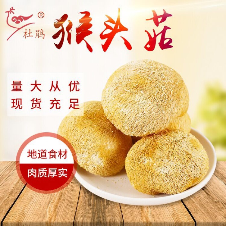 猴頭菇干貨農(nóng)家特產(chǎn) 新鮮猴菇品質(zhì)深山猴頭500g廠家批發(fā)