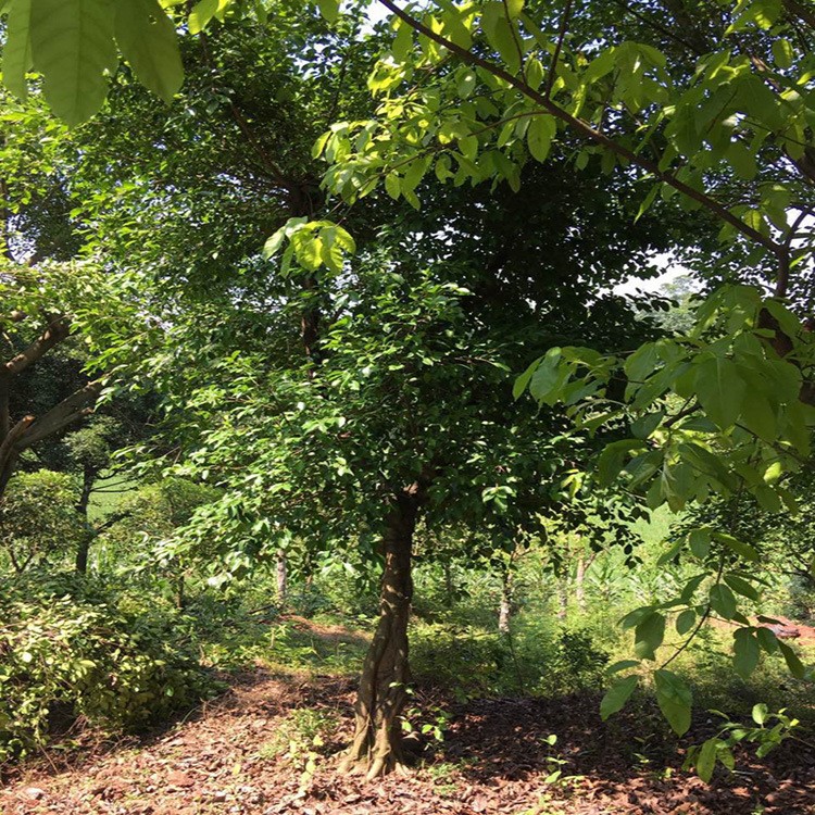 小葉榕 榕樹風(fēng)景樹 綠化苗木 優(yōu)惠多多 量大從優(yōu) 基地直供