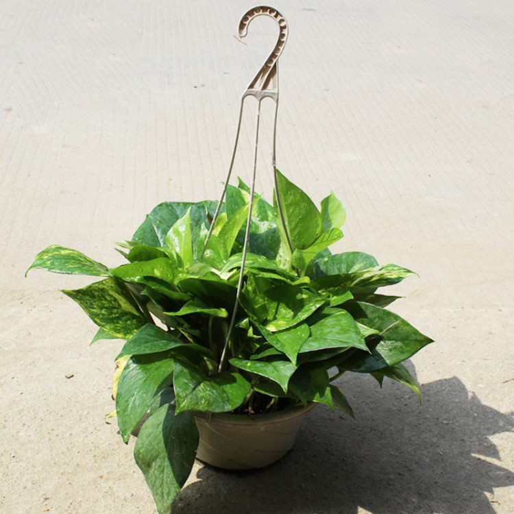 【基地直销】室内常绿观叶盆景花卉植物小盆栽(a180)花叶绿萝
