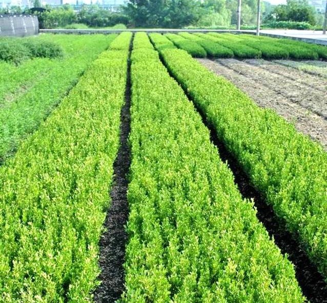 瓜子黃楊樹苗小葉黃楊小苗綠化苗木 庭院街道植物 苗圃批發(fā)直銷