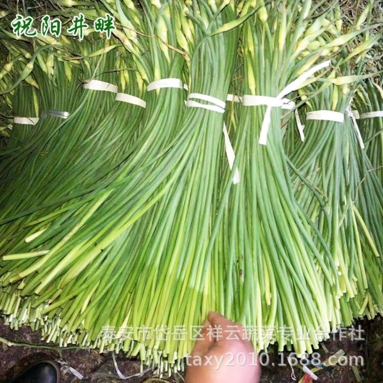 農(nóng)家自種各種蔬菜 捆扎新鮮蒜苔 量大優(yōu)惠