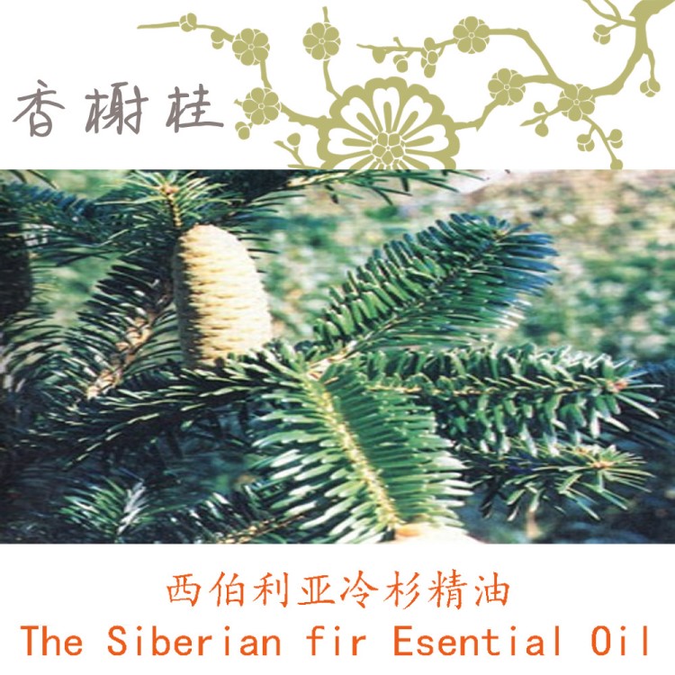 西伯利亞冷杉精油 The Siberian fir Oil芳療級(jí)單方精油 收斂10ML