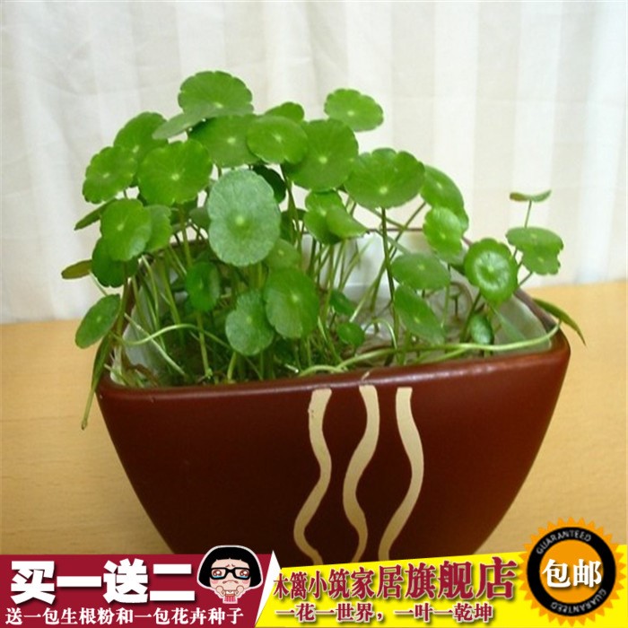 水培 銅錢草 草 水培植物 水生盆栽 花卉 盆栽 迷你綠植創(chuàng)意