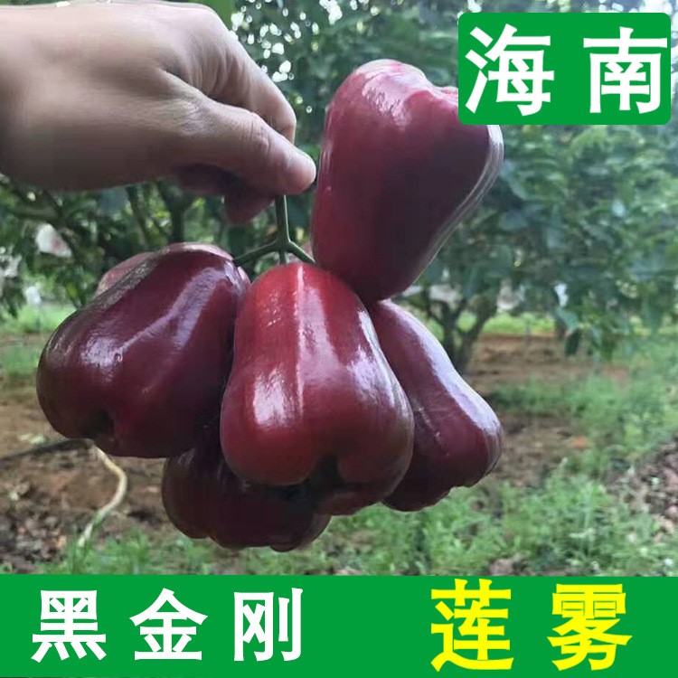 海南黑金剛蓮霧新鮮水果特產(chǎn)果園現(xiàn)摘現(xiàn)發(fā)