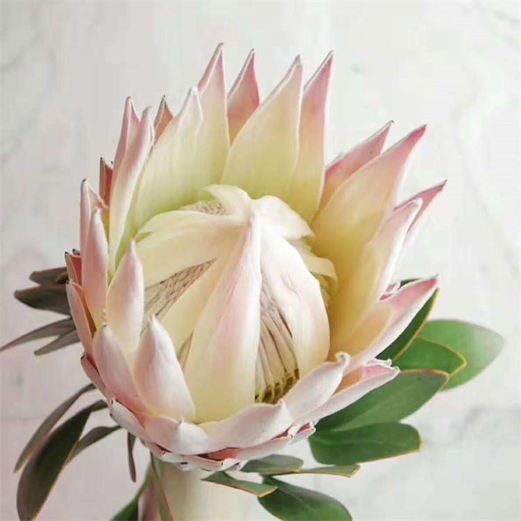 帝 花中 昆明鮮花直批  高端稀有花材  鮮切花  室鮮花