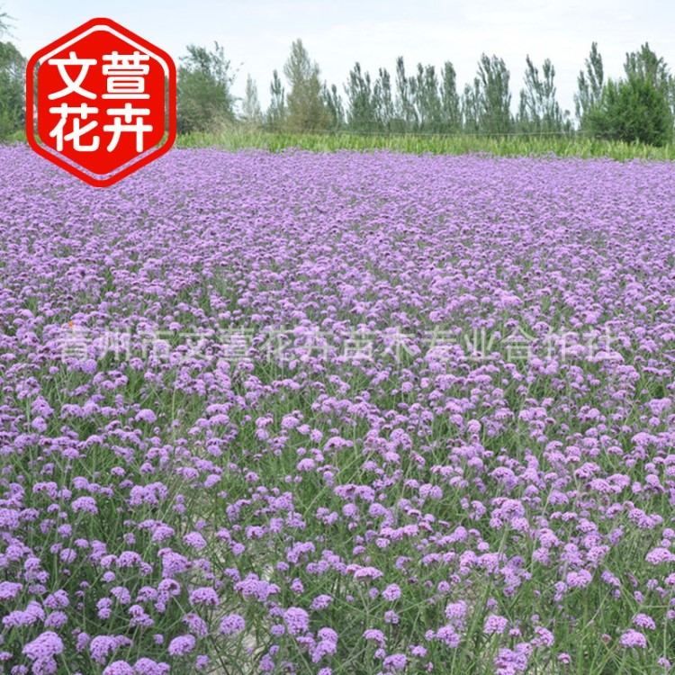 柳葉馬鞭草 青州花卉基地直銷馬鞭草苗 花海景觀建設(shè)宿根花卉