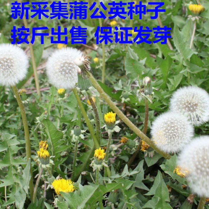 基地批發(fā)花木種子蒲公英草籽 黃花地丁婆婆丁華花郎品種種子