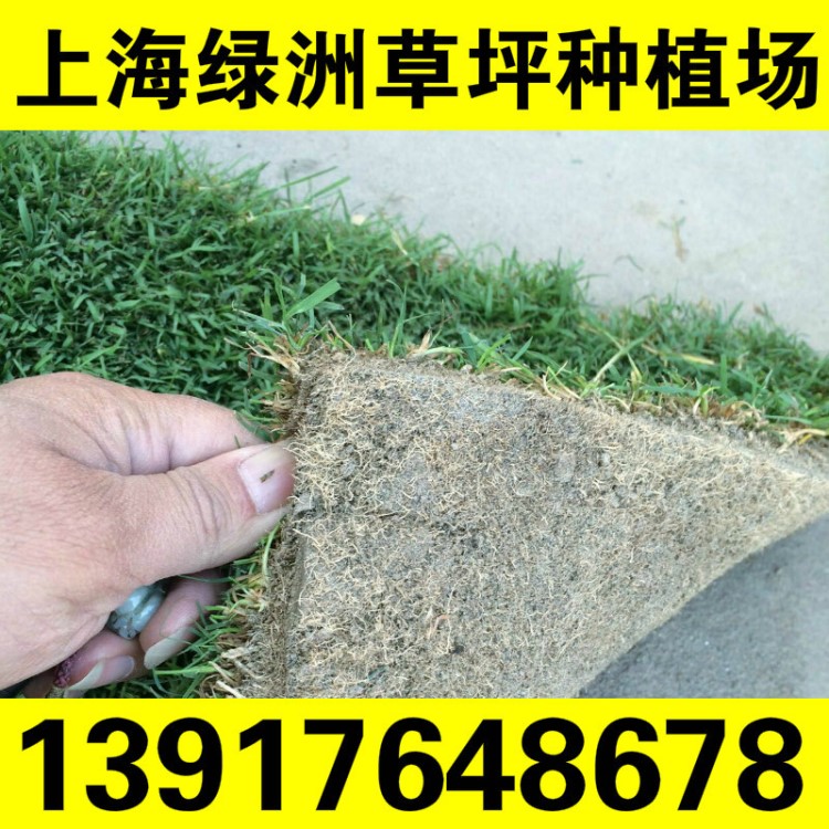 草坪基地直銷 閔行草坪 匍匐型果嶺草 矮生品種好養(yǎng)護 耐踐踏