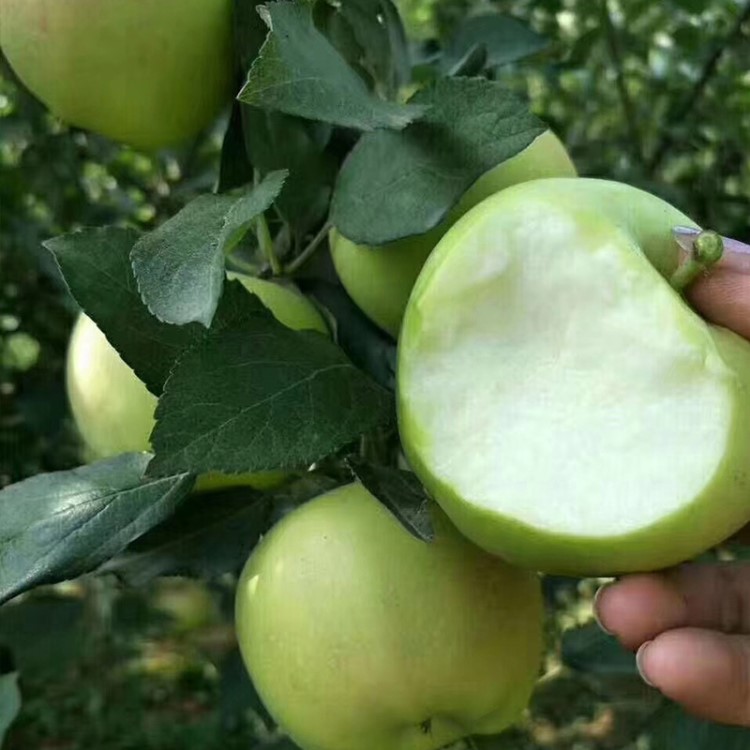 陜西大荔藤木青蘋果新鮮孕婦水果當季綠蘋果非煙臺洛川紅富士蘋果