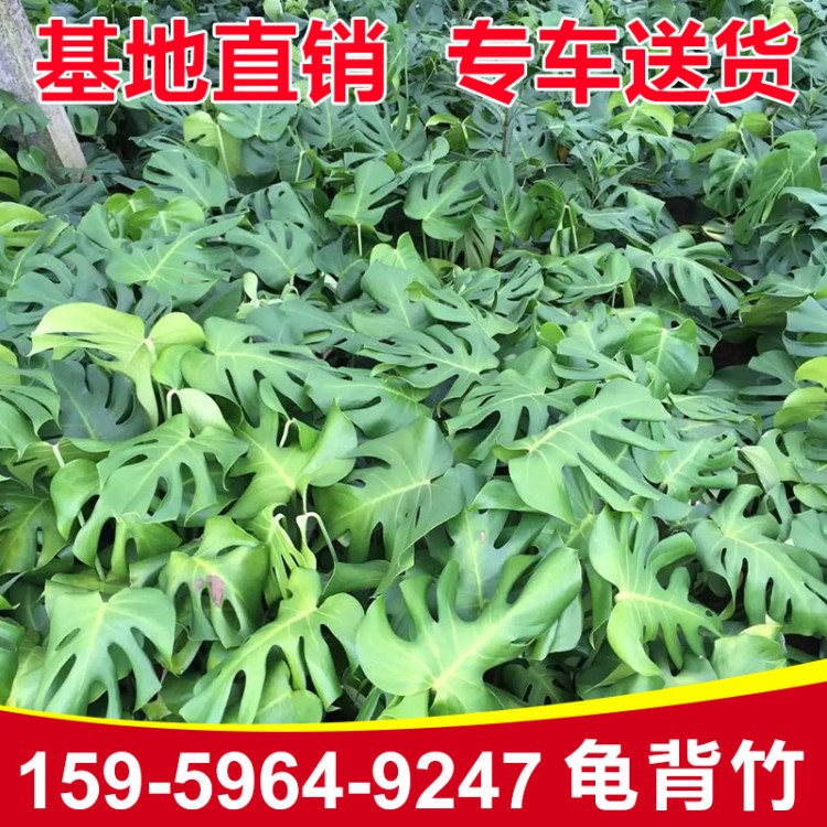 龜背竹盆栽 花卉龜背竹批發(fā) 室內(nèi)盆栽花卉 小發(fā)財樹龜背竹批發(fā)