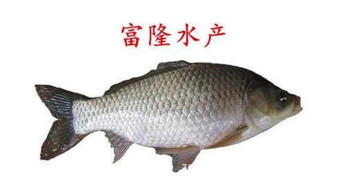 湘云鯽魚苗包郵！  工程鯽魚苗活體免運費