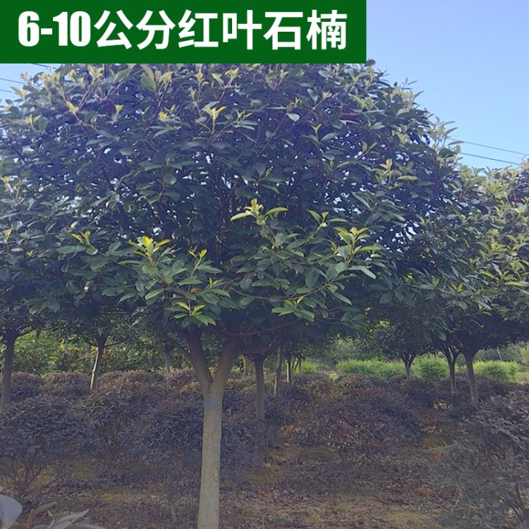 常綠灌木工程綠化苗木 飽滿高桿6-10公分紅葉石楠 景觀樹批發(fā)